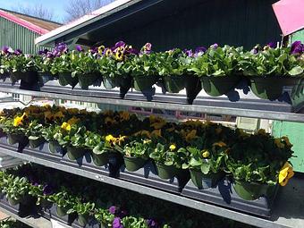 Product - Hewitts Garden Center: Guilderland - Stores - Cor Route 20 & Alvina Blvd in Albany, NY Nurseries & Garden Centers
