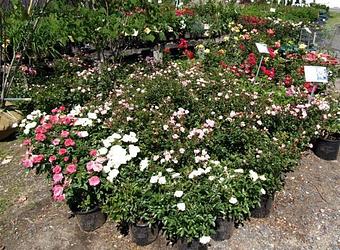 Product - Hewitts Garden Center: Queensbury in Queensbury, NY Nurseries & Garden Centers