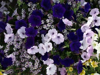 Product - Hewitts Garden Center: Queensbury in Queensbury, NY Nurseries & Garden Centers