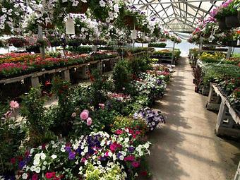 Product - Hewitts Garden Center: Queensbury in Queensbury, NY Nurseries & Garden Centers