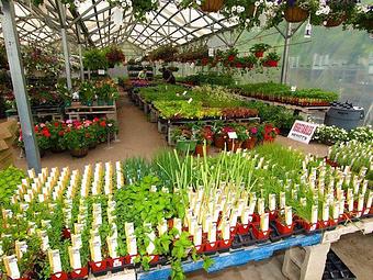 Product - Hewitts Garden Center: Queensbury in Queensbury, NY Nurseries & Garden Centers