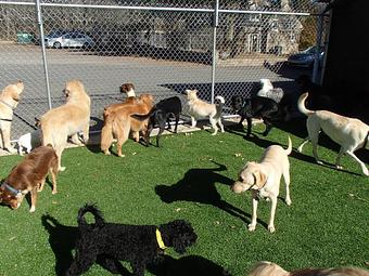 Product - Holiday House Pet Resort in Doylestown, PA Pet Boarding & Grooming