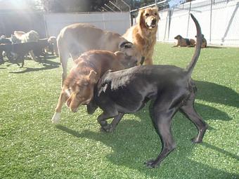 Product - Holiday House Pet Resort in Doylestown, PA Pet Boarding & Grooming