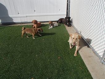 Product - Holiday House Pet Resort in Doylestown, PA Pet Boarding & Grooming