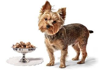 Product - Holiday House Pet Resort in Doylestown, PA Pet Boarding & Grooming