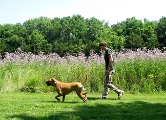 Product - Holiday House Pet Resort in Doylestown, PA Pet Boarding & Grooming