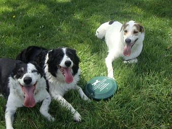 Product - Holiday House Pet Resort in Doylestown, PA Pet Boarding & Grooming