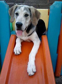 Product - Holiday House Pet Resort in Doylestown, PA Pet Boarding & Grooming