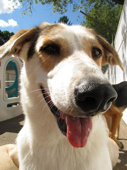 Product - Holiday House Pet Resort in Doylestown, PA Pet Boarding & Grooming