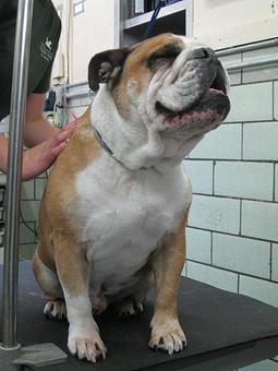 Product - Holiday House Pet Resort in Doylestown, PA Pet Boarding & Grooming