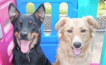 Product - Holiday House Pet Resort in Doylestown, PA Pet Boarding & Grooming