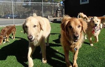 Product - Holiday House Pet Resort in Doylestown, PA Pet Boarding & Grooming