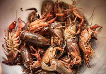 Product - Holly Crab in Boston, MA Restaurants/Food & Dining