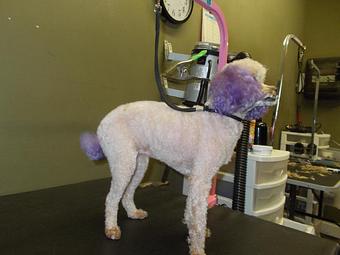 Product - Home Away From Home Pet Resort & Salon in Russellville, KY Pet Boarding & Grooming
