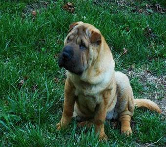 Product - Honey B’s Grooming in Lees Summit, MO Candy & Confectionery