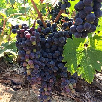 Product - Honig Vineyard & Winery in Rutherford, CA Bars & Grills