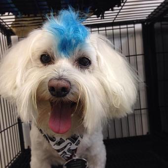 Product - Hot Dog Grooming in Houston, TX Pet Boarding & Grooming