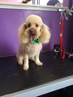 Product - House Of Paws in Fort Worth, TX Pet Care Services