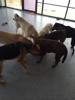 Product - House Of Paws in Fort Worth, TX Pet Care Services
