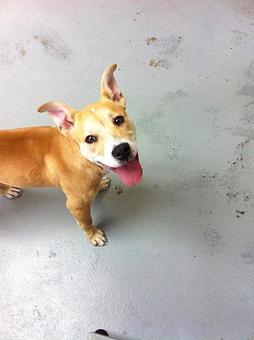 Product - House Of Paws in Fort Worth, TX Pet Care Services