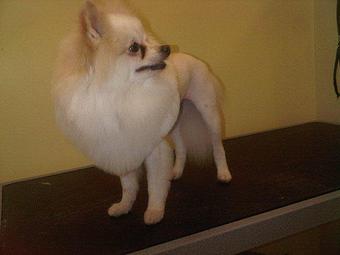 Product - House Of Paws in Fort Worth, TX Pet Care Services