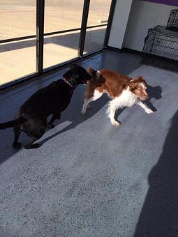 Product - House Of Paws in Fort Worth, TX Pet Care Services