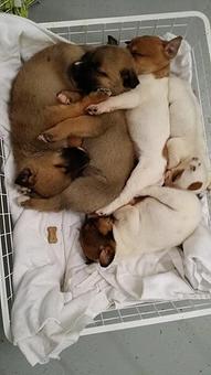 Product - Howliday Inn Kennel Doggie Day Care & Grooming in Indian Trail, NC Pet Boarding & Grooming