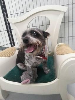 Product - Howliday Inn Kennel Doggie Day Care & Grooming in Indian Trail, NC Pet Boarding & Grooming