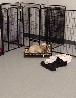 Product - Howliday Inn Kennel Doggie Day Care & Grooming in Indian Trail, NC Pet Boarding & Grooming