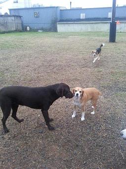 Product - Howliday Inn Kennel Doggie Day Care & Grooming in Indian Trail, NC Pet Boarding & Grooming