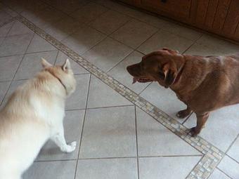 Product - I Let The Dog Out, in Findlay, OH Food Delivery Services