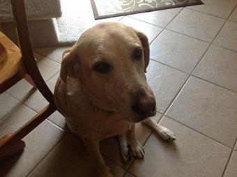 Product - I Let The Dog Out, in Findlay, OH Food Delivery Services