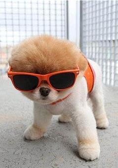 Product - Impeccable Paws in Cornelius, NC Pet Care Services