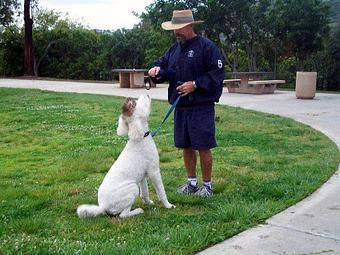 Product - In Total Command in San Diego, CA Pet Care Services