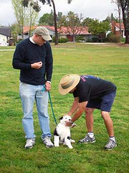 Product - In Total Command in San Diego, CA Pet Care Services
