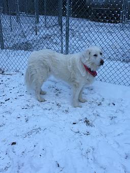 Product - Innoko Boarding Kennel in Fairbanks, AK Pet Boarding & Grooming