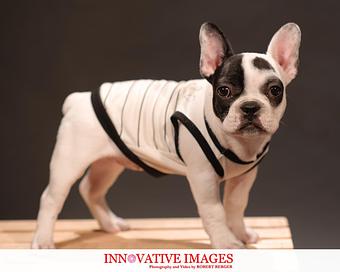 Product: Houston Pet Dog Portrait Photography Studio - Innovative Images Photography By Robert Berger in Westchase - Houston, TX Misc Photographers