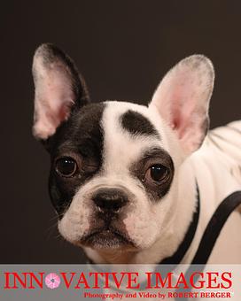 Product: Houston Pet Dog Portrait Photography Studio - Innovative Images Photography By Robert Berger in Westchase - Houston, TX Misc Photographers