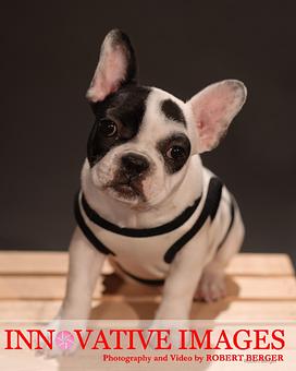 Product: Houston Pet Dog Portrait Photography Studio - Innovative Images Photography By Robert Berger in Westchase - Houston, TX Misc Photographers