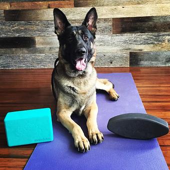 Product - Inspired Change Yoga in Asheville, NC Yoga Instruction