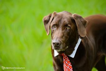 Product - Ivey Photography in Midlothian, TX Misc Photographers