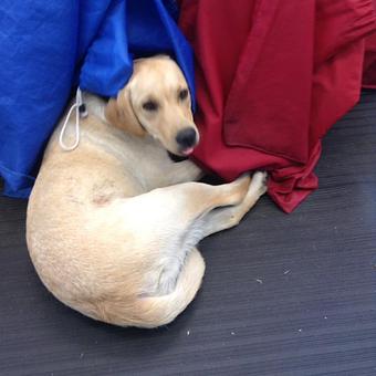 Product - James Island Cleaners in Charleston, SC Dry Cleaning & Laundry