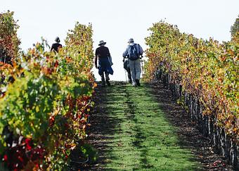 Product: Guests hike through the Jordan Estate, featuring mountain views, wildlife, vibrant vineyards, lakes, wine tasting and more. - Jordan Vineyard & Winery in Healdsburg, CA Restaurants/Food & Dining