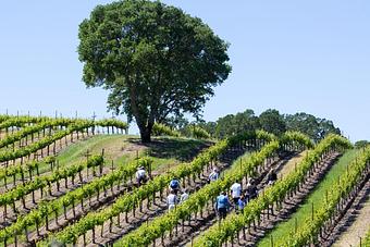 Product - Jordan Vineyard & Winery in Healdsburg, CA Restaurants/Food & Dining