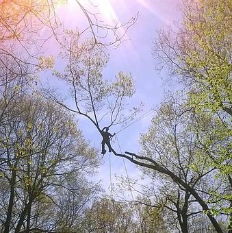 Product - JT Tree Service in Bushkill, PA Ornamental Nursery Services