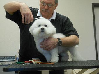 Product - K9 Clipper & Catamaran in Cathedral City, CA Pet Care Services