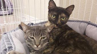 Product - K9 Clipper & Catamaran in Cathedral City, CA Pet Care Services