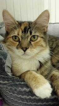 Product - K9 Clipper & Catamaran in Cathedral City, CA Pet Care Services