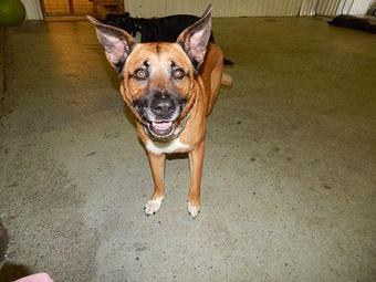 Product - K9 Kabana in Raleigh, NC Pet Care Services