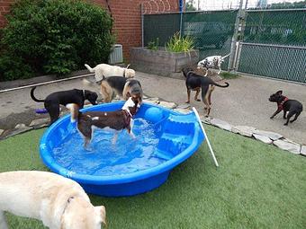 Product - K9 Kabana in Raleigh, NC Pet Care Services